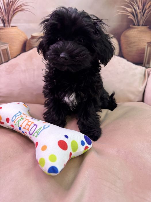 Yorkiepoo suczka. York& pudel toy