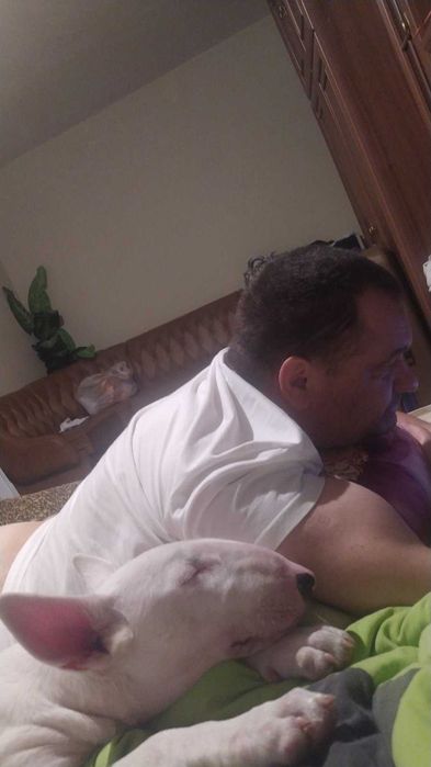 Бультерьер стандартный вязка