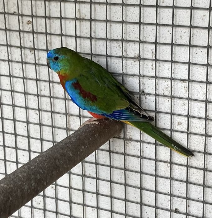 Neophema pulchella (turquoisines )