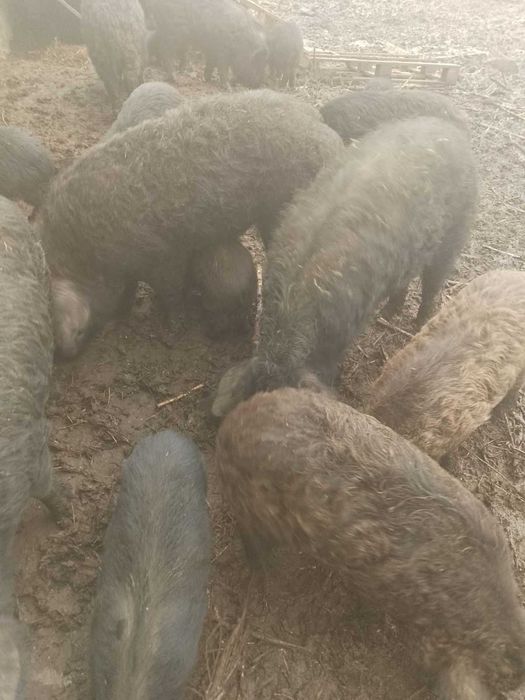 свиноматки мангали,молоді