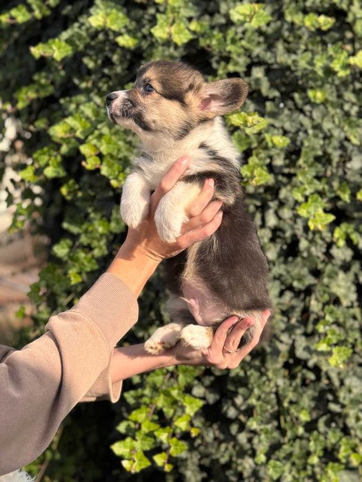 Шикарні цуцики Коргі Пемброк