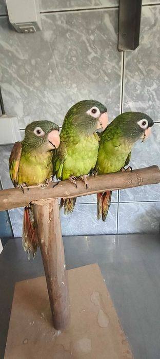 Conures de Cabeça Azul e Ring Neck Violeta Turquesa