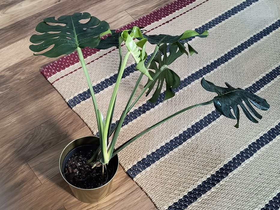 Zdrowa i duża Monstera