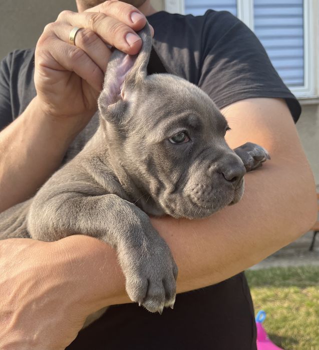 Cane Corso piesek