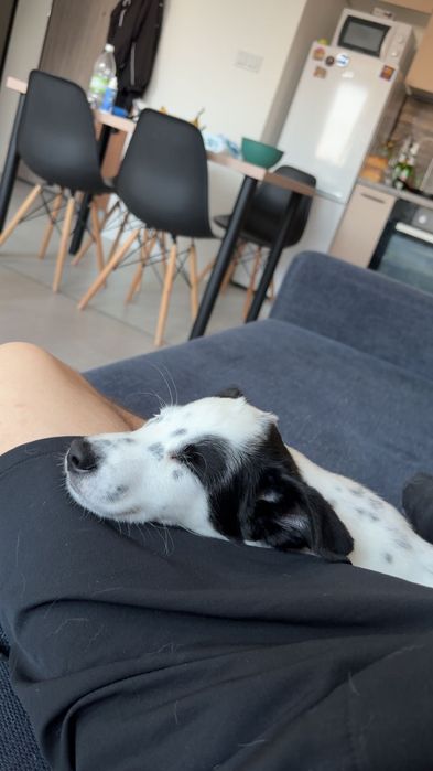 Piesek szczeniak mieszanka dalmatyńczyka