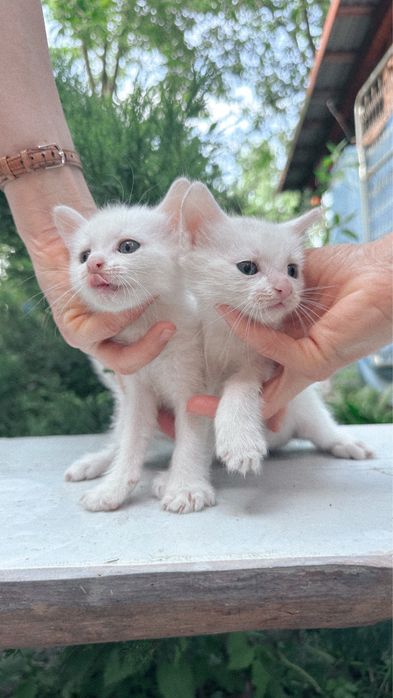 Кошенята в добрі руки, кіт, кішка, антистрес