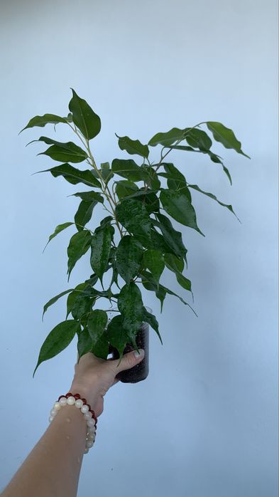 Продам фикус Бенджамина