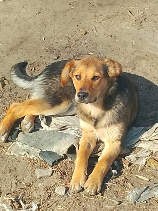 Шукаю люблячу родину. Стерилізовані дівчатка.