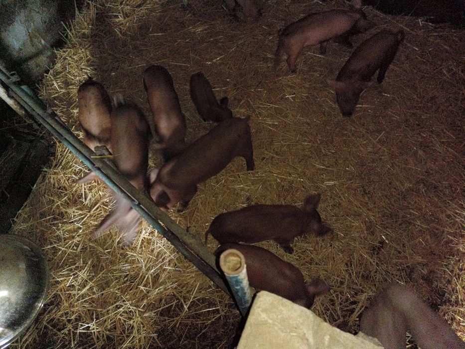 Продам поросят Рижиків