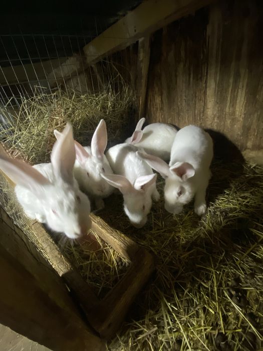 Кролі термонці.