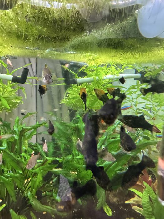 Dou Moly peixes | gratis