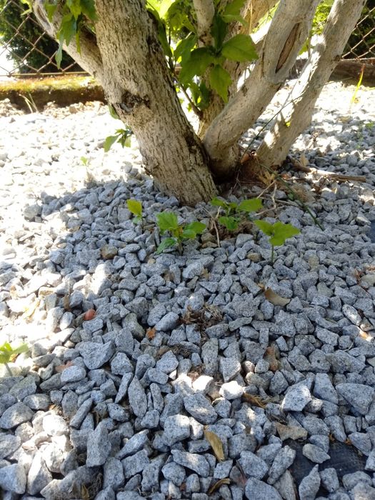 Sadzonki hibiskusa (małe)