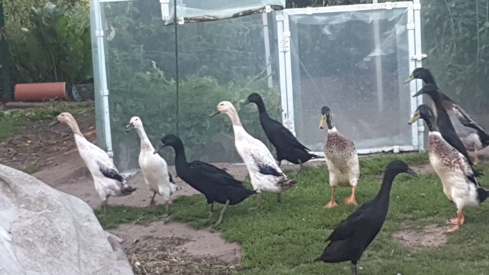 Kaczory biegusy srebrny  szmaragdowy i dziki.