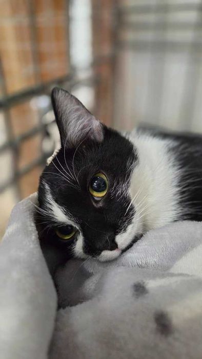 Delikatna młoda koteczka poleca się do adopcji