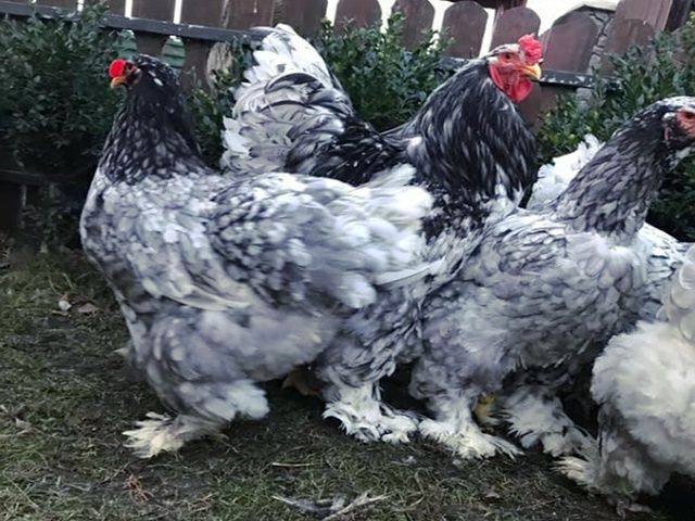 Інкубаційне яйце. Курчата, Брама спліш, золото.