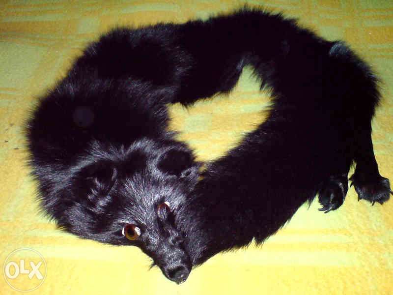 Czapka z lisa czarnego i etola - komplet