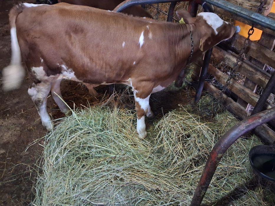 Byczek czerwono-biały 100kg