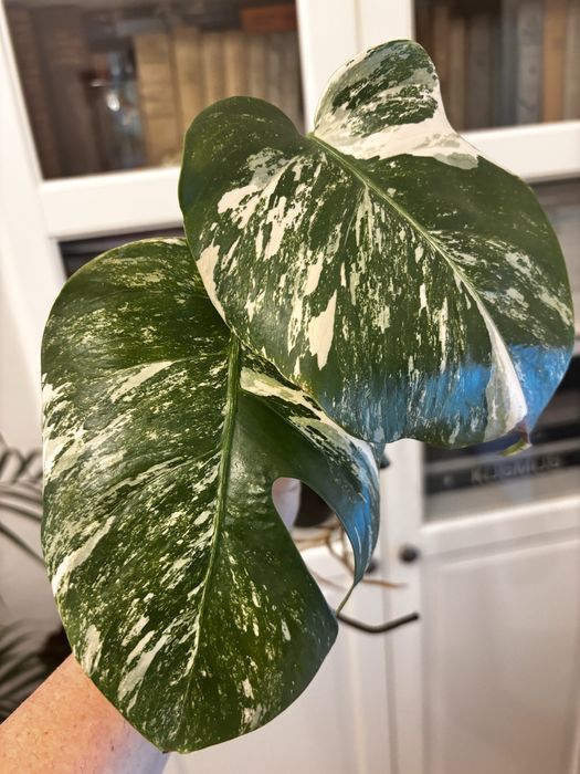 Monstera variegata  - dwie pędówki