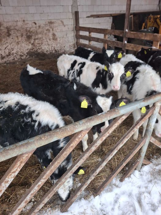 Jałowiki HO Żerłaki mleczne