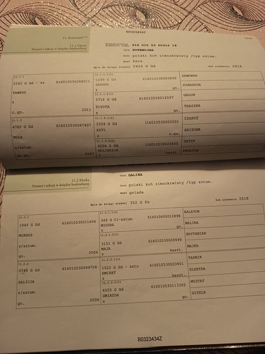 Ogier Sztum zimnokrwisty