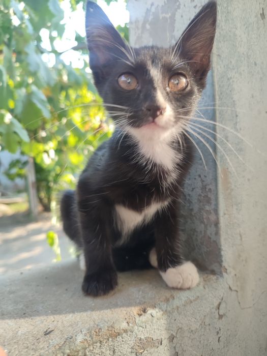 Отдам котят в хорошие руки.