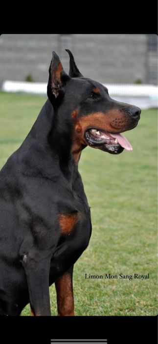 Вʼязка доберман  ( тільки КСУ/FCI)