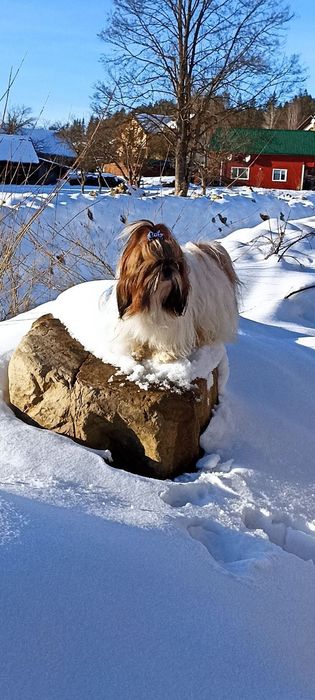 Ши-тцу, пропонується кобель для в'язок