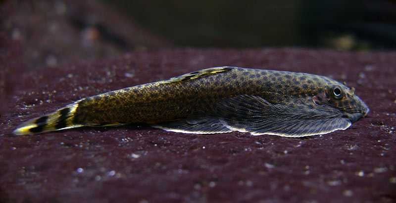 GB Cudaczek, Przylga Chińska - dowóz ryb!