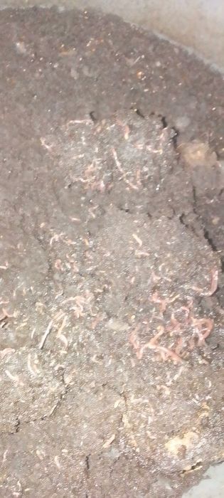 Дощовий хробакСтаратель