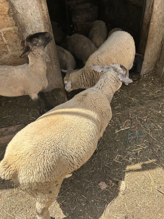 Animais de quinta ouvelhas