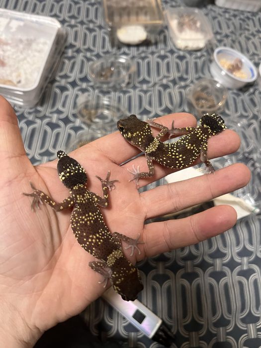 underwoodisaurus milii - gekon szczekajacy