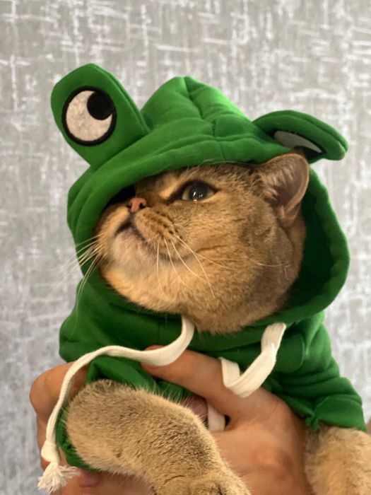 Худі жабка для котика чи маленької собаки