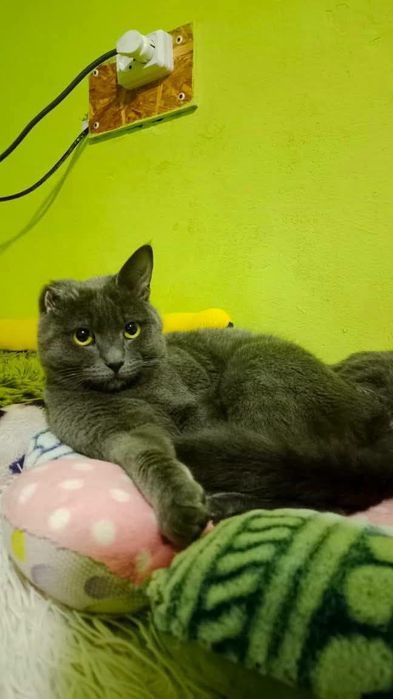 Молодой котик, очаровательный Смурфик