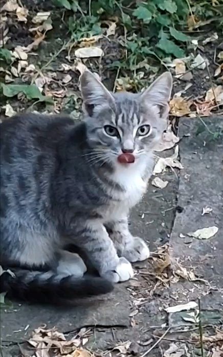 Отдам котёнка-мальчика