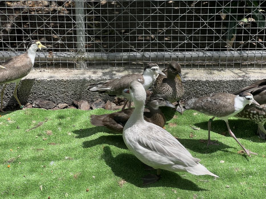 Aves aquáticas / Patos ornamentais e aves limicolas