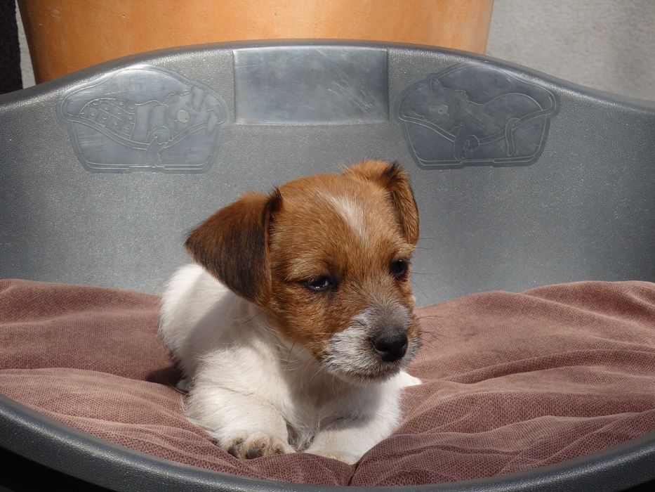 Jack Russell Terrier # SMARTIE JACKS # rodzice ZKwP/FCI suczka z lewej