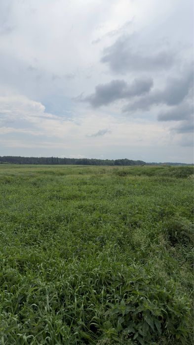 БЕЗ комісії Ділянка 25 соток під забудову С. Дівички, Бориспільський район - View 4