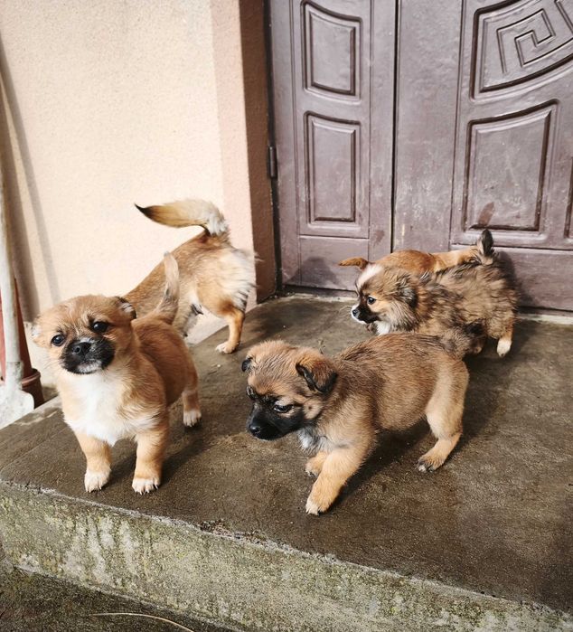 Маленькі хвостики шукають дім :)