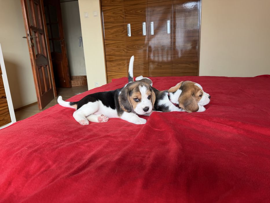 Suczka  Beagle- ZkwP/FCI *Po  Grand Championach* DNA ,Badania