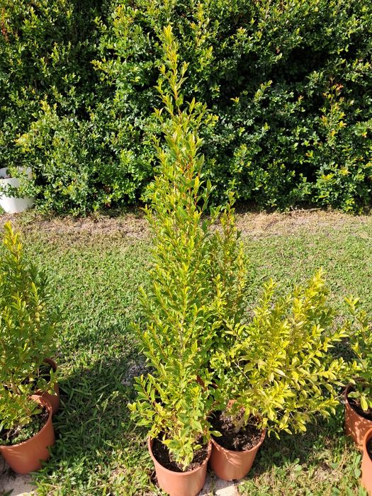 Eugénias Myrtifolia Newport