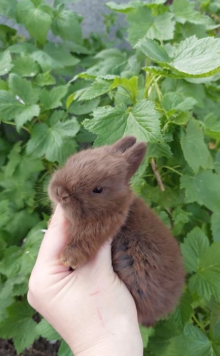 Нідерландський кролик шоколадного окрасу