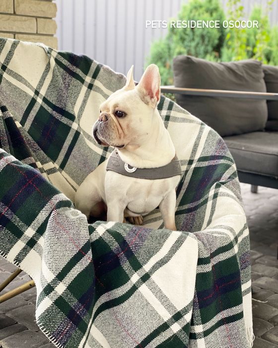 Перетримка собак в комфортних умовах. Приватна закрита територія.