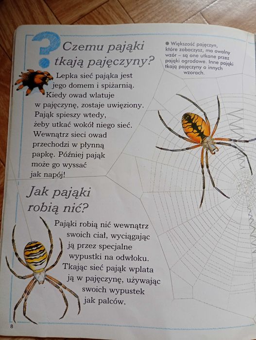 ,,Ciekawe dlaczego pająki tkają sieć"