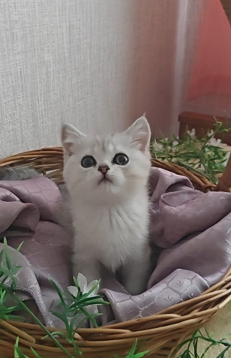 Шикарные серебристые шиншиллы