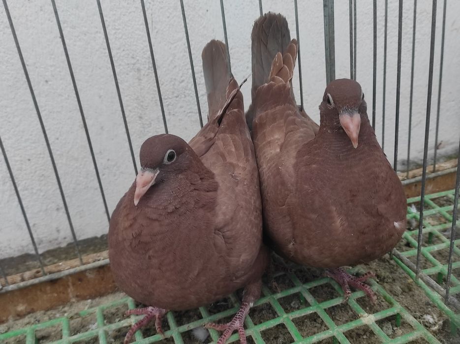 Gołębie pocztowe - Mulemansy młode