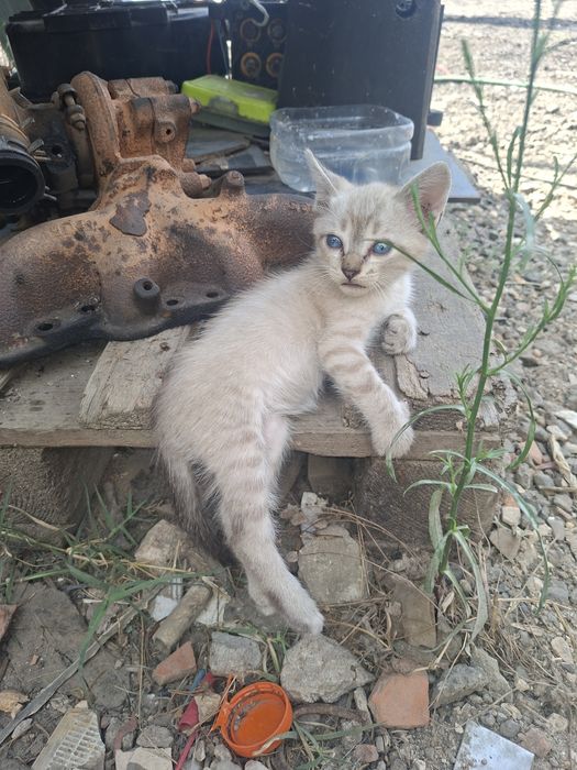 Gatinhos siameses