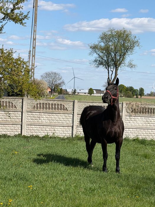 Sprzedam Klacz śląskie
