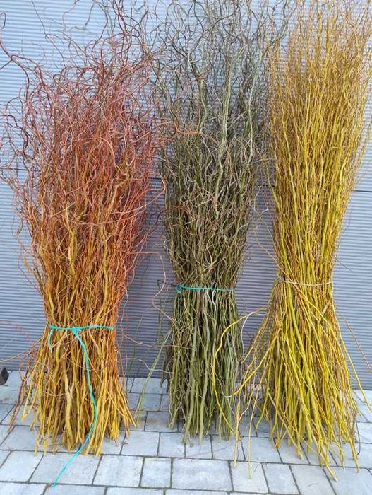 wierzba mandzurska, kręcona, ozdobna, palma, bazie,wianki, wielkanocne