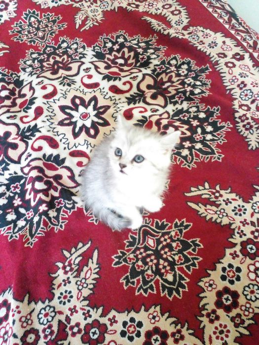 Шотландске кошеня