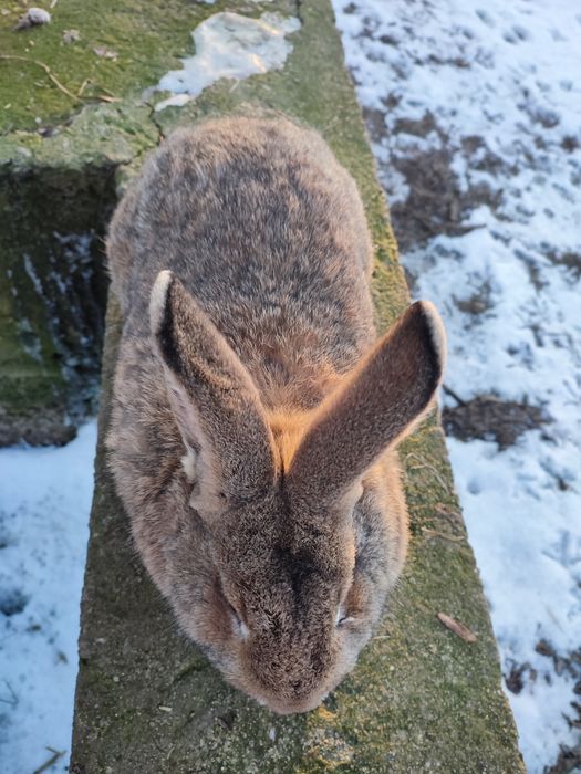Króliki samce i samice